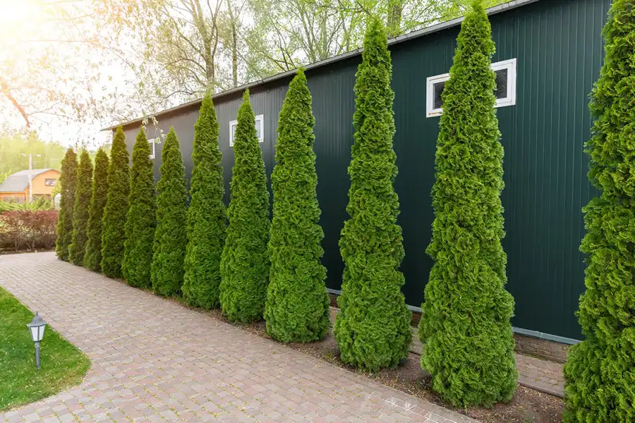 Reliable Landscaper in Harbor City, CA