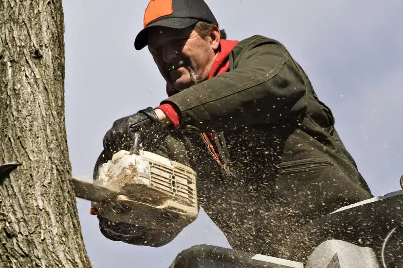 Tree Removal