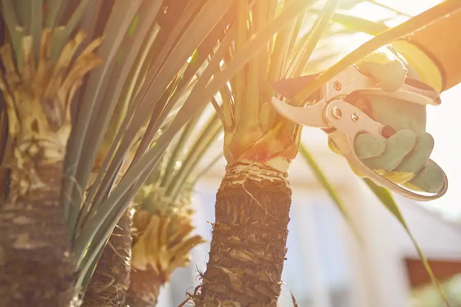 Benefits of Tree Trimming in Harbor City, CA