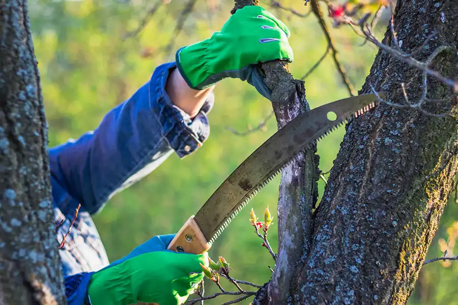 Benefits of Tree Trimming Harbor City, CA