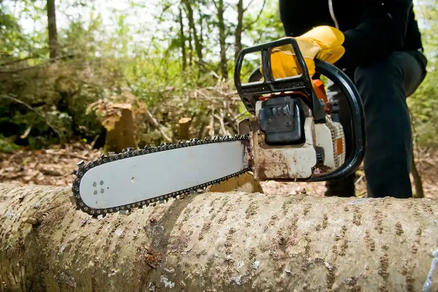 How to Remove a Tree in Harbor City, CA