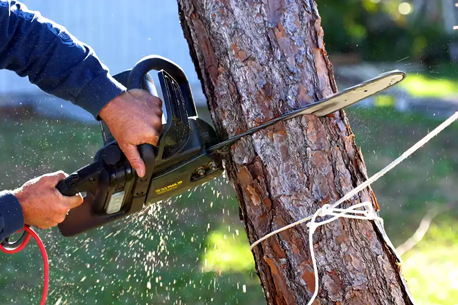 How to Remove a Tree Harbor City, CA