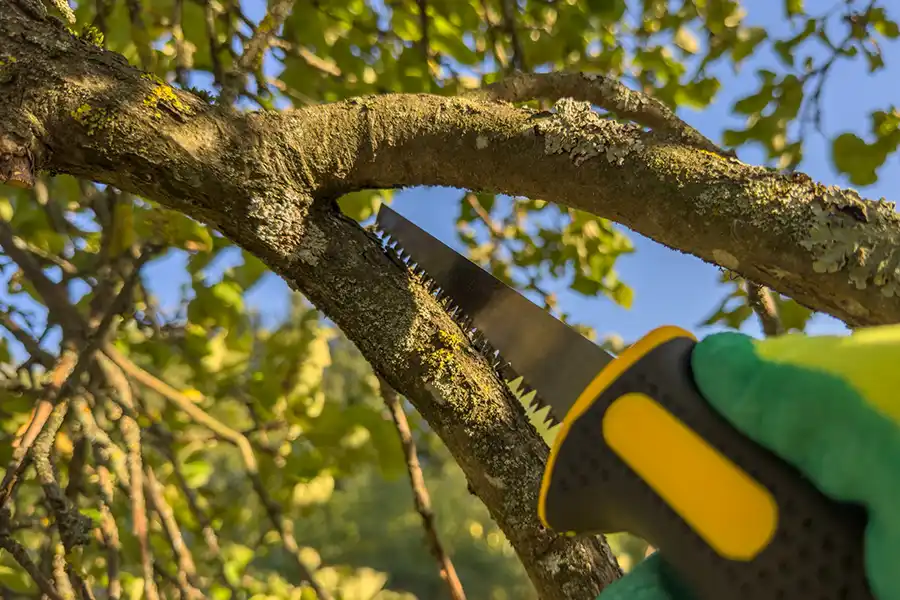 How to Trim an Apple Tree in Harbor City, CA