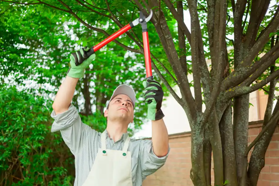 How to Trim an Apple Tree Harbor City, CA