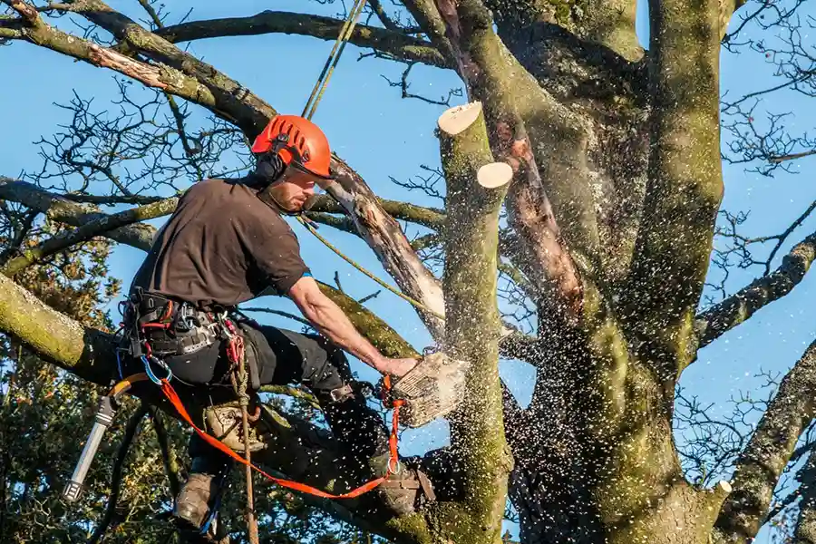 Signs a Tree Needs to Be Removed in Harbor City, CA