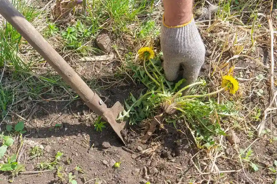 Budget Landscape Maintenance in Harbor City, CA Best Landscape Maintenance in Harbor City, CA