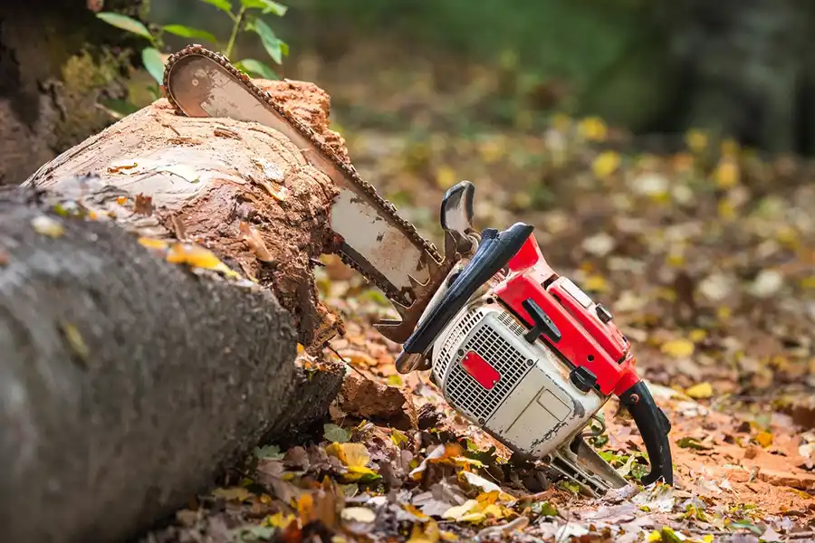 Efficient Tree Removal in Harbor City, CA