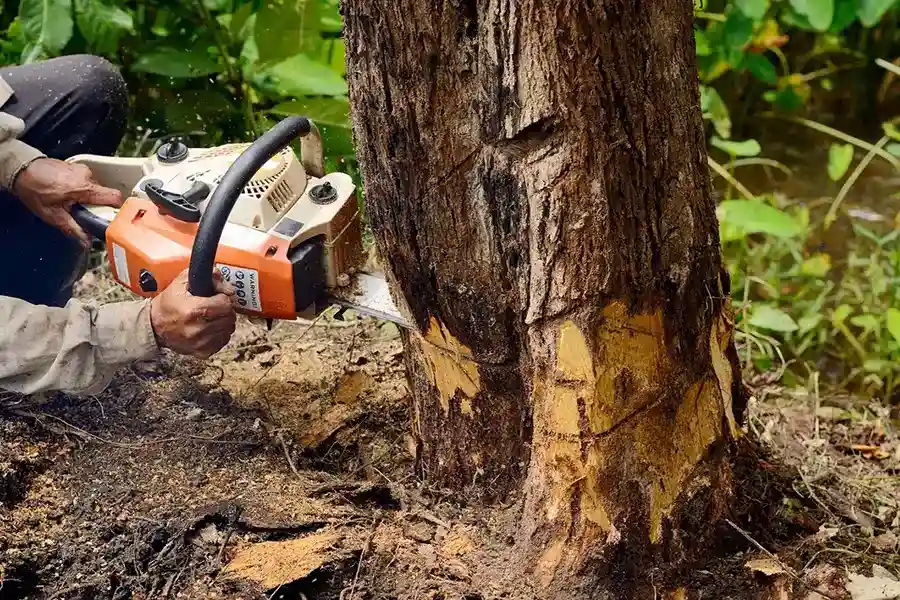 Best Tree Removal in Harbor City, CA