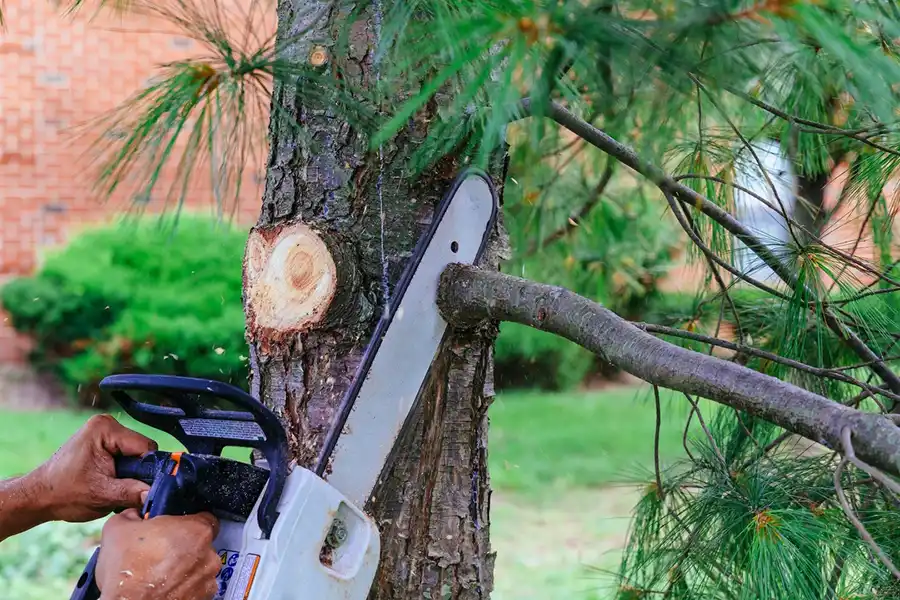 Efficient Tree Trimming in Harbor City, CA