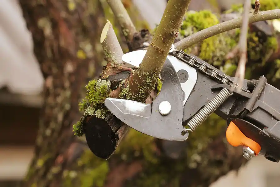 Best Tree Trimming in Harbor City, CA