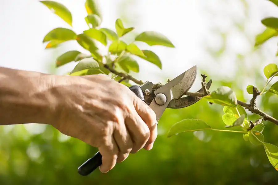 Reliable Tree Trimming in Harbor City, CA