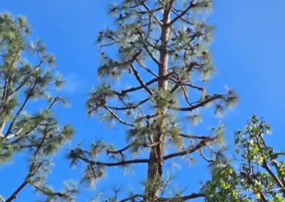 Affordable Tree Trimming Services