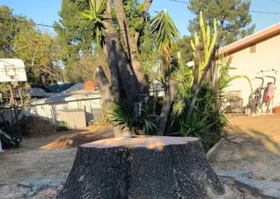 Tree Removal Services