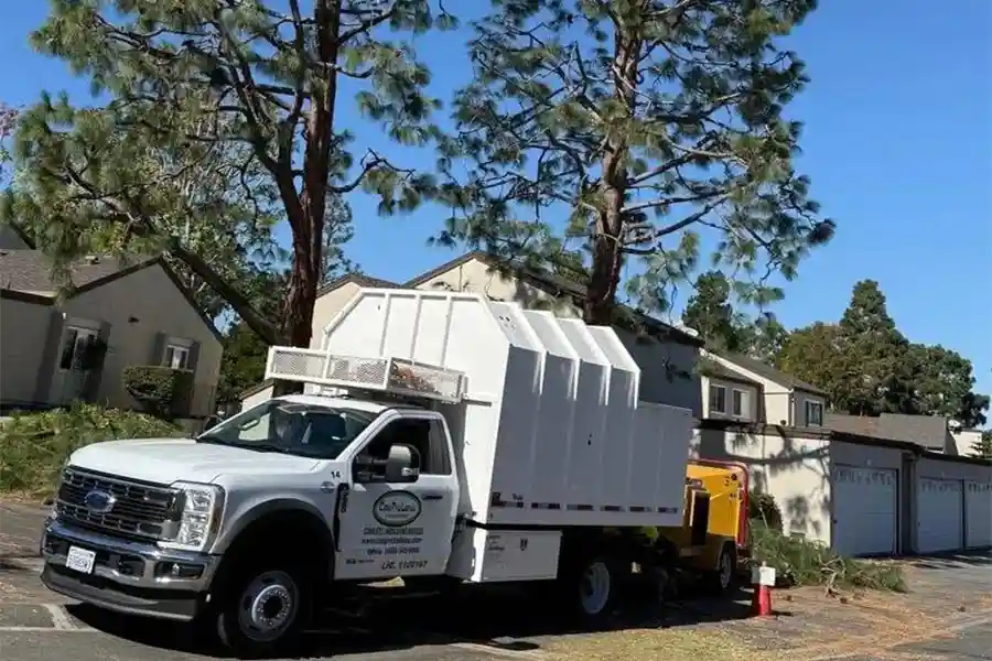 Tree Trimming